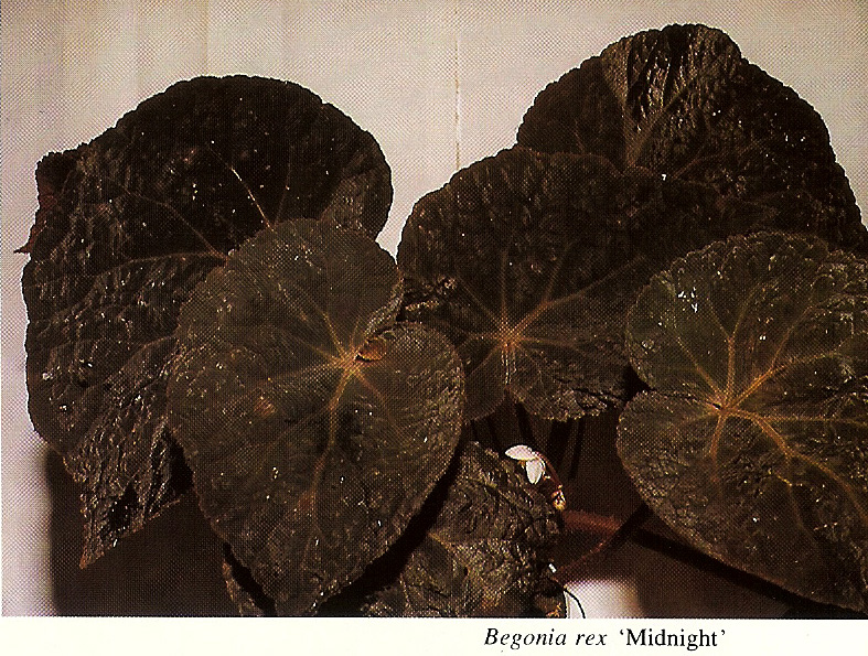 B. ‘Midnight’